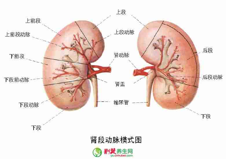 通过反射区看健康 防范疾病反复