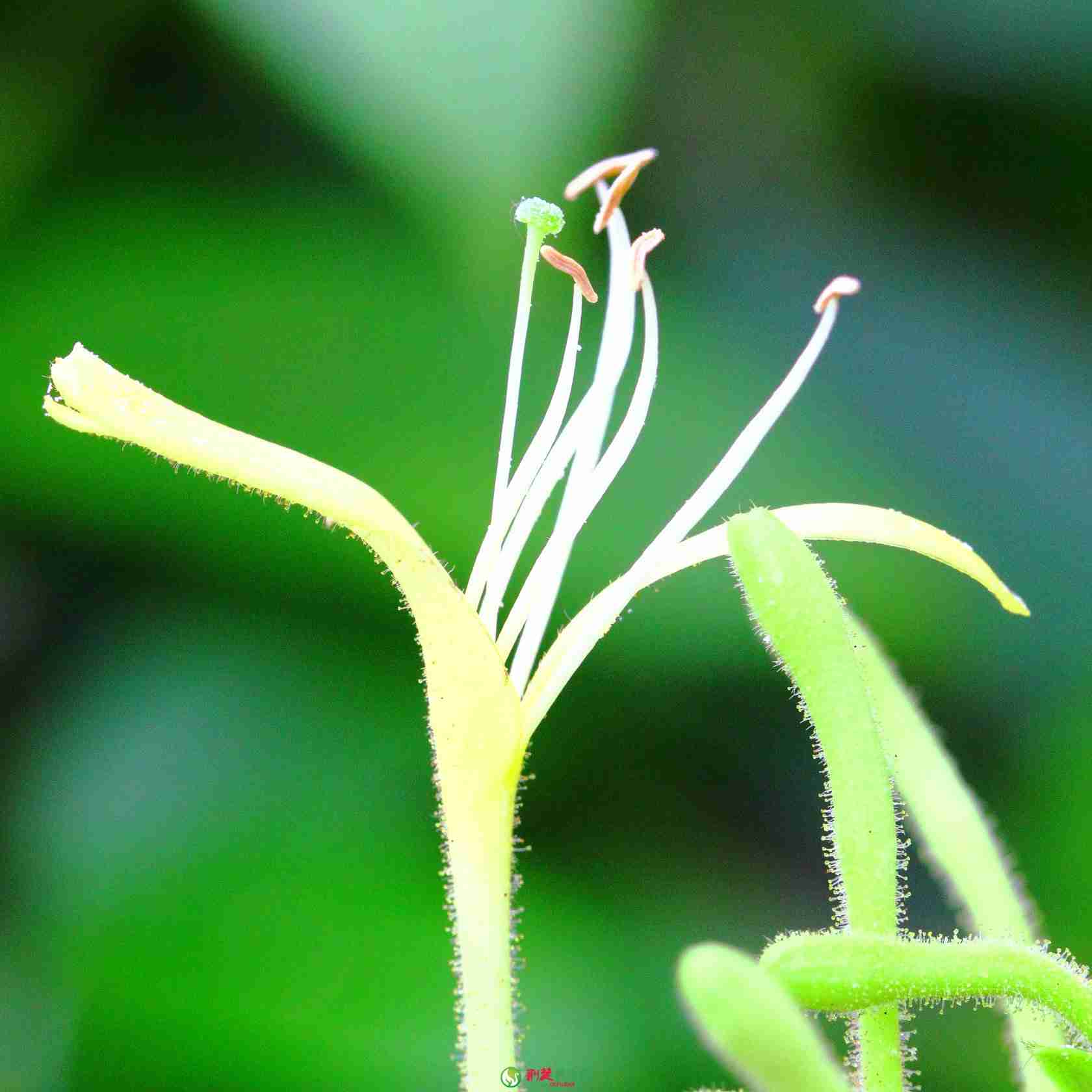 金银花的适用人群 金银花的保存方式