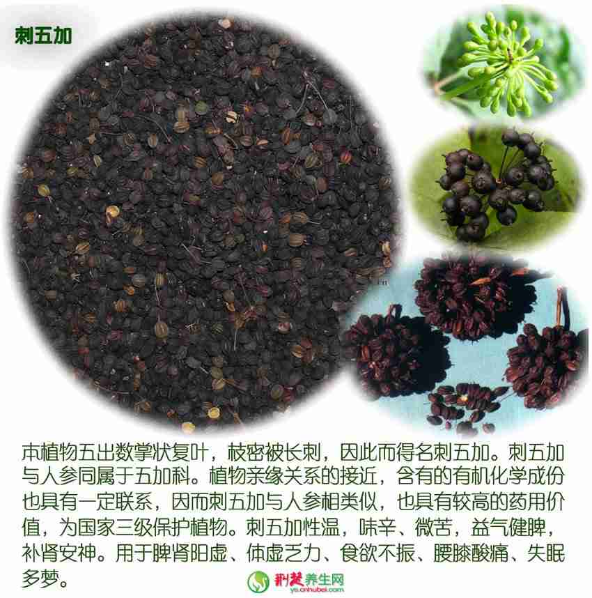 刺五加籽的药用价值有哪些