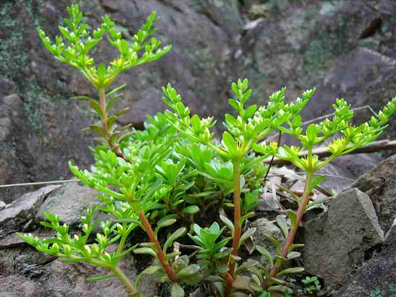 马齿苋营养丰富 野菜吃法有讲究