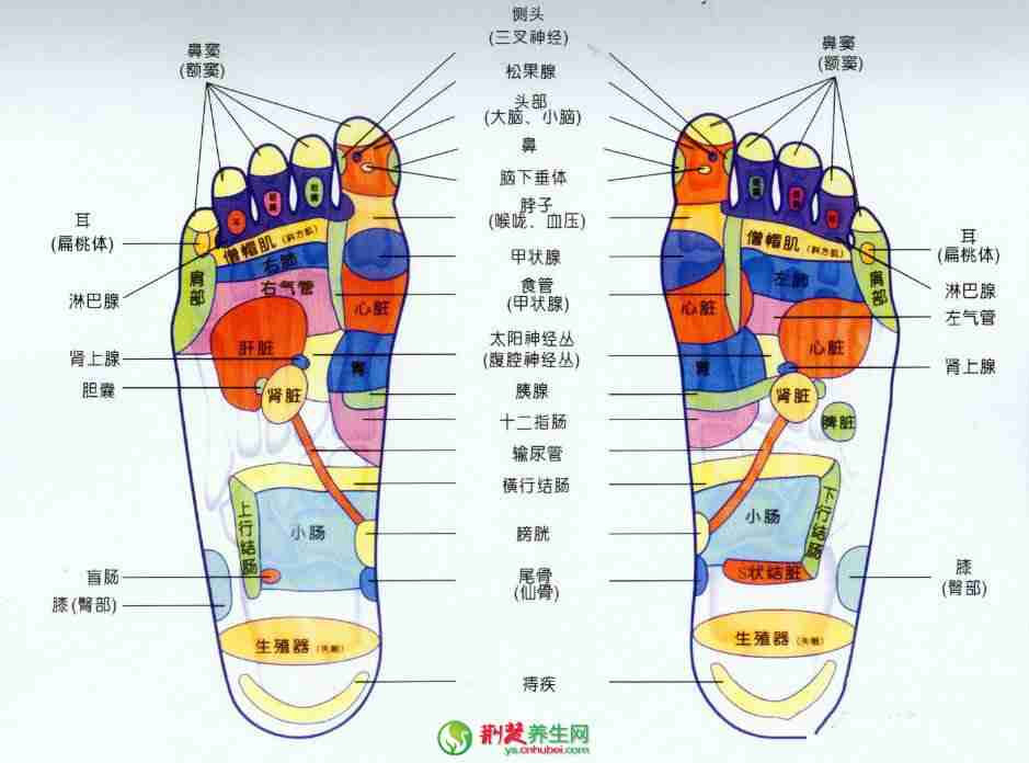 足底按摩穴位图 全足按摩手法