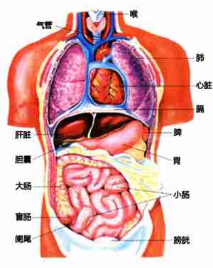 中医五脏六腑是什么 脏腑之间的关系